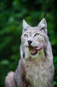luchs070511-1