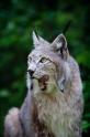 luchs070511-3