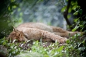 luchs070710-1