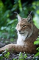 luchs070710-2