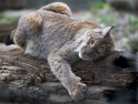 luchs071206-1