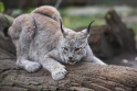 luchs071206-2