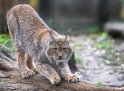 luchs071206-3