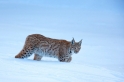 luchs090210-12