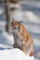 luchs090210-13