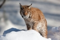 luchs090210-14