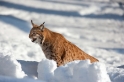 luchs090210-15