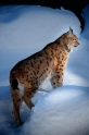 luchs090210-16