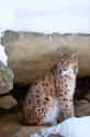 luchs090210-4