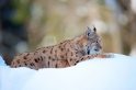luchs090210-5