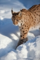 luchs090210-9