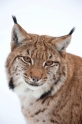 luchs100210-10