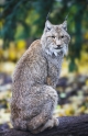 luchs101107-1