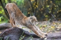 luchs101107-3