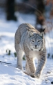 luchs110109-2