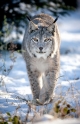 luchs110109-5