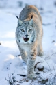 luchs110109-6