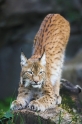luchs110806-2
