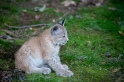 luchs110910-1