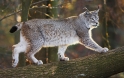 luchs130107-1