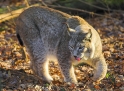 luchs130107-12