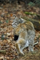 luchs130107-13