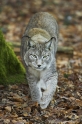 luchs130107-14