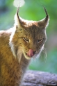 luchs130606-4