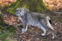 luchs140107-3