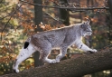 luchs140107-4