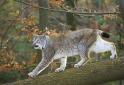 luchs140107-6
