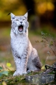 luchs151011-2