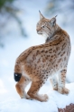 luchs160110-3