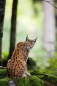 luchs170808-2