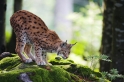 luchs170808-3