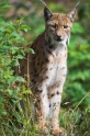 luchs190808-1