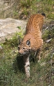 luchs190808-2