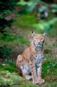 luchs200811-1
