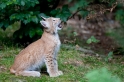 luchs200811-2
