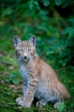 luchs200811-5