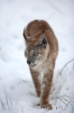 luchs201209-4