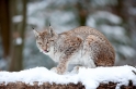 luchs201209-9