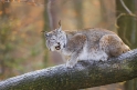 luchs231207-1