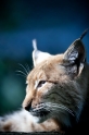 luchs240514-4