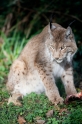 luchs241009-1