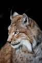 luchs241009-5