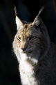 luchs241107-3