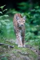 luchs260610-4
