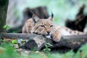 luchs261013-1