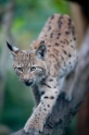 luchs261013-2